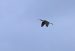 1-Ibis falcinelle | Plegadis falcinellus | Glossy Ibis